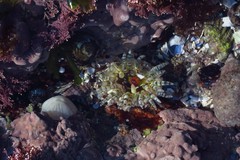 Aulactinia verrucosa