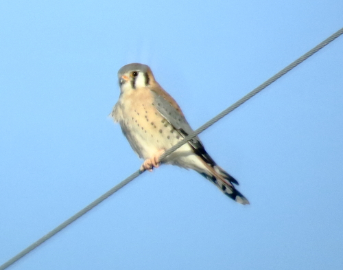 American Kestrel