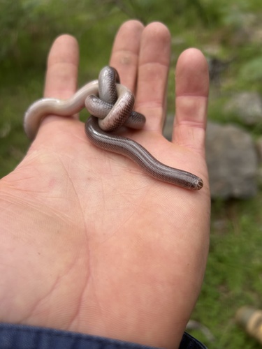 Blackish Blind Snake sighting