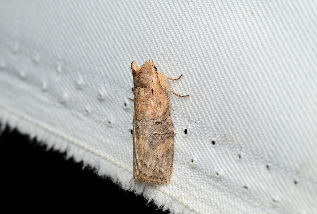 Epipsestis manmiaoyangi