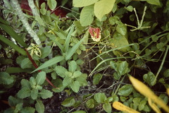 Gloriosa superba