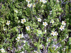 Roepera maritima
