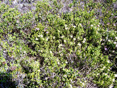 Roepera maritima