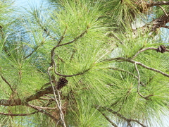 Pinus caribaea caribaea
