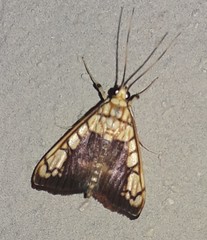 Pantographa