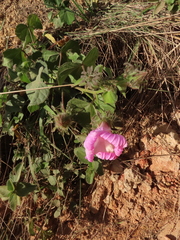 Hibiscus costatus