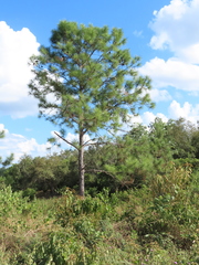 Pinus caribaea caribaea