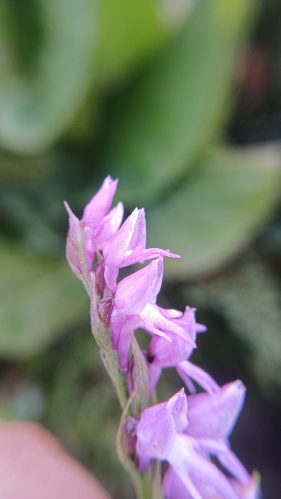Hemipilia secundiflora
