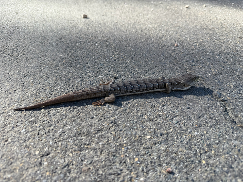 iNaturalist observation photo of Southern Alligator Lizard
