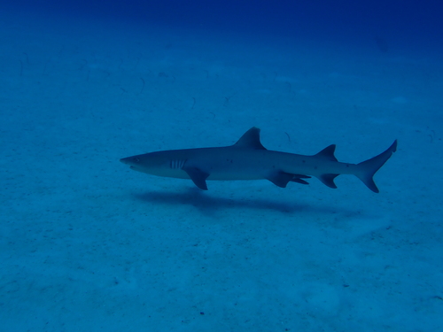 Whitetip Reef Shark
