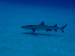 Whitetip Reef Shark