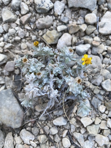 Thymophylla micropoides, photograph 2