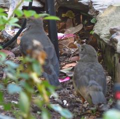 Turdus olivaceus