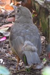 Turdus olivaceus