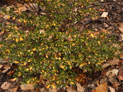 Rhododendron japonicum