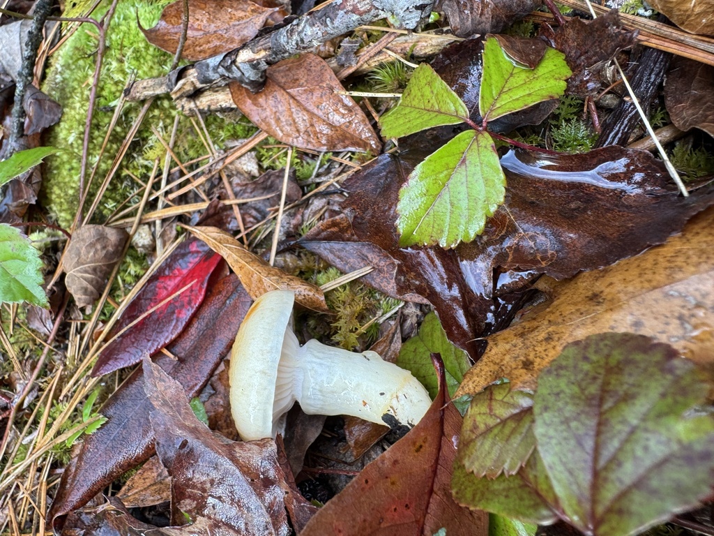 Hygrophorus flavodiscus · November 2025 · photo: © siphonophoreslinger (iNaturalist, cc-by)