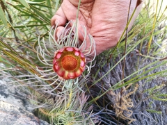 Protea witzenbergiana