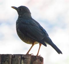 Turdus olivaceus