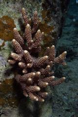 Eucheuma arnoldii