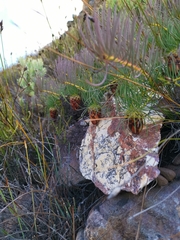 Protea witzenbergiana