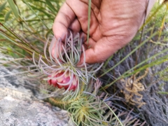 Protea witzenbergiana
