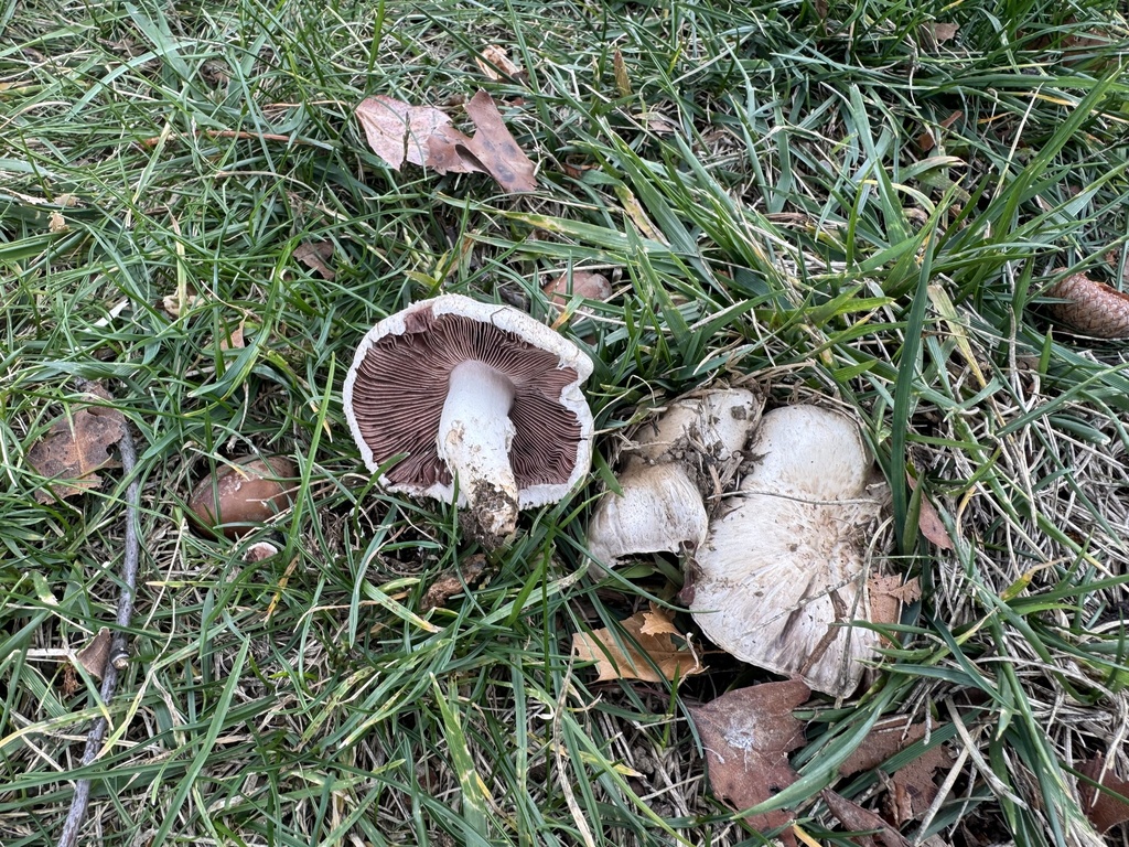 Agaricus campestris · November 2025 · photo: © siphonophoreslinger (iNaturalist, cc-by)