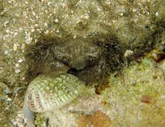 Pilumnus vespertilio