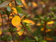 Rhododendron japonicum