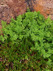 Myriopteris pringlei