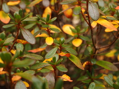 Rhododendron japonicum
