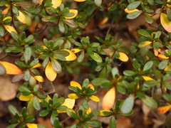 Rhododendron japonicum