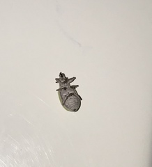 Litostylus