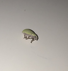 Litostylus