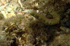 Corythoichthys intestinalis