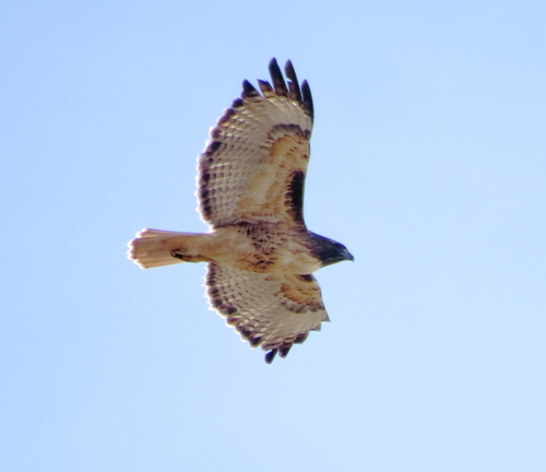 Red-tailed Hawk