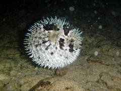 Diodon liturosus