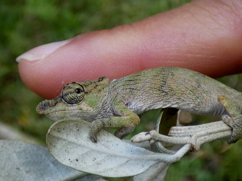 Angozongahy Nosed Chameleon