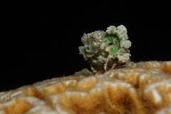 Cyclocoeloma tuberculatum