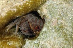 Actaeodes tomentosus