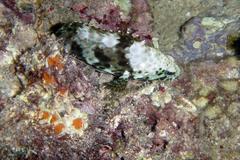Epinephelus merra