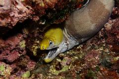 Gymnothorax rueppelliae