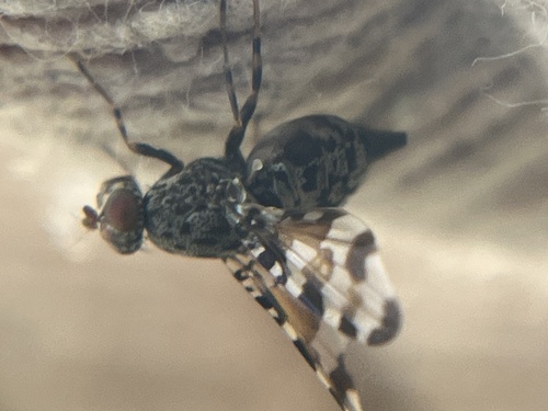 Unknown species found near Janelia Research Campus, Ashburn, VA, US