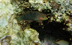 Halichoeres melanurus