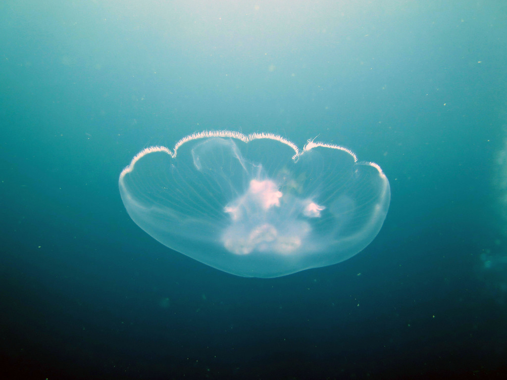 Aurelia colpota