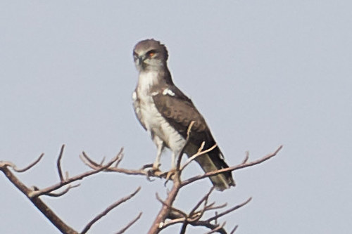 Beaudouin's Snake-Eagle