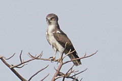 Circaetus beaudouini