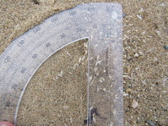 Eragrostis trichodes