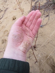 Eragrostis trichodes