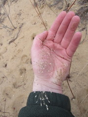 Eragrostis trichodes