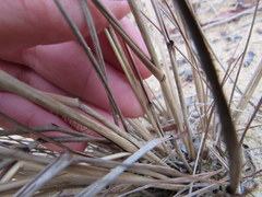 Eragrostis trichodes